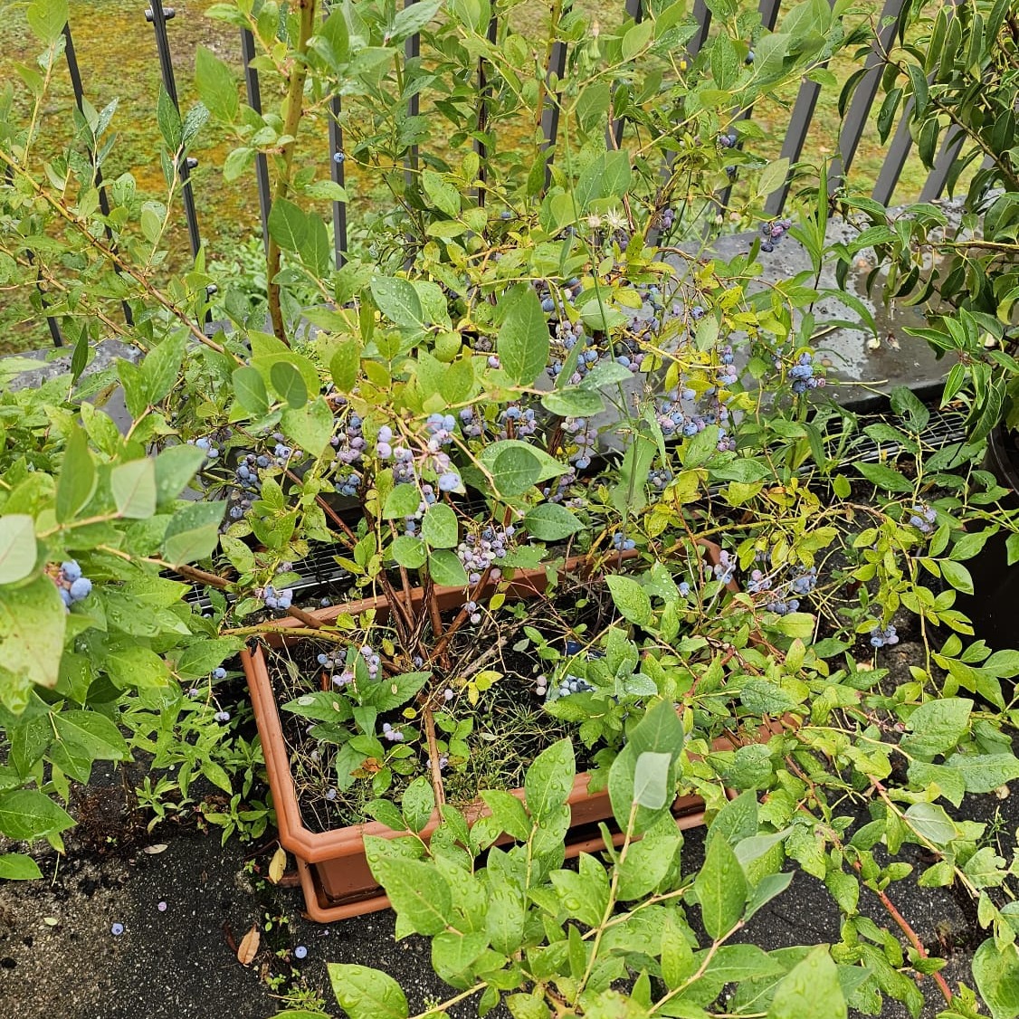 An image of a planter with many ripe blueberries.